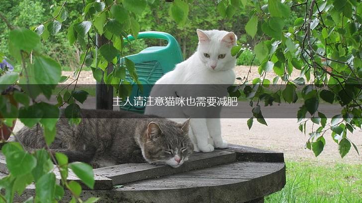 主人请注意猫咪也需要减肥,第1张