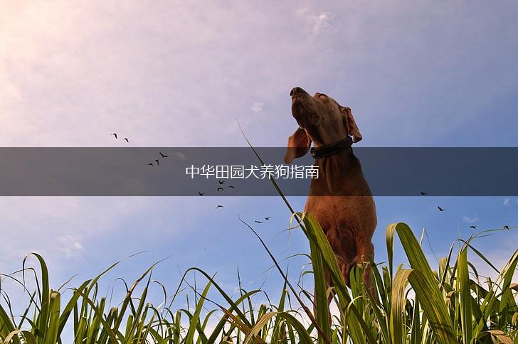 中华田园犬养狗指南,第1张