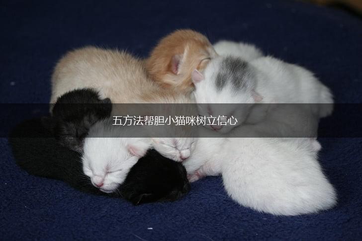 五方法帮胆小猫咪树立信心,第1张