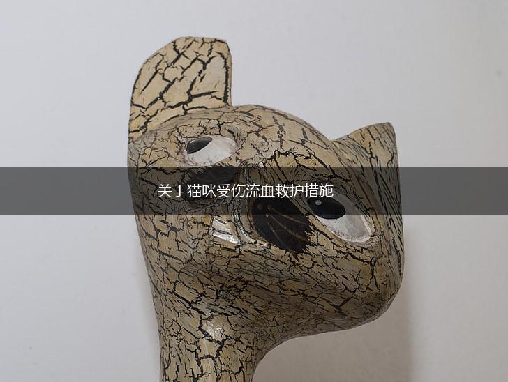 关于猫咪受伤流血救护措施,第1张
