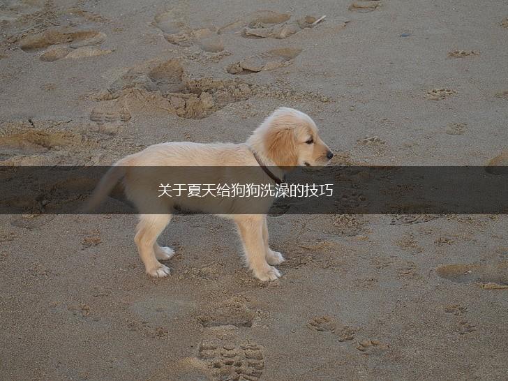 关于夏天给狗狗洗澡的技巧,第1张