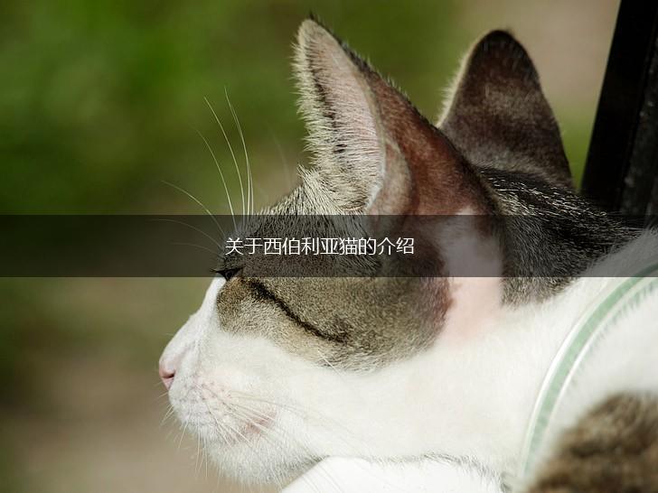关于西伯利亚猫的介绍,第1张