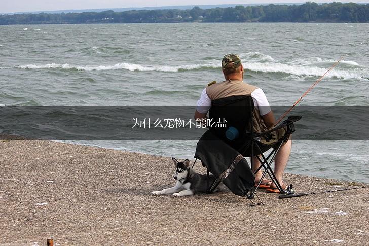 为什么宠物不能吃盐,第1张
