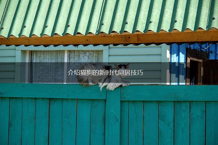 介绍猫狗的新时代同居技巧,第1张