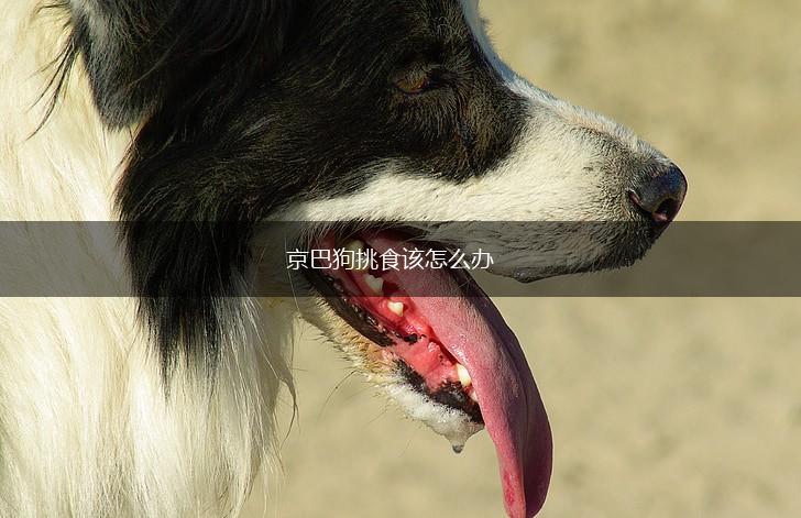 京巴狗挑食该怎么办,第1张