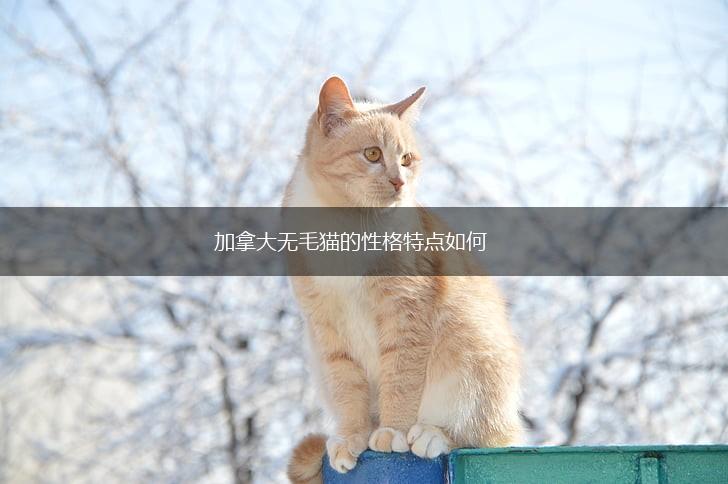加拿大无毛猫的性格特点如何,第1张
