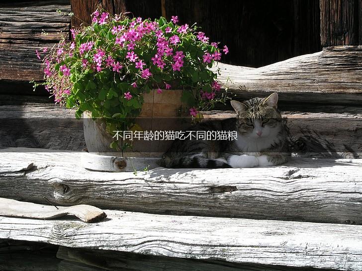 不同年龄的猫吃不同的猫粮,第1张