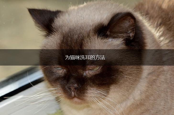 为猫咪洗耳的方法,第1张