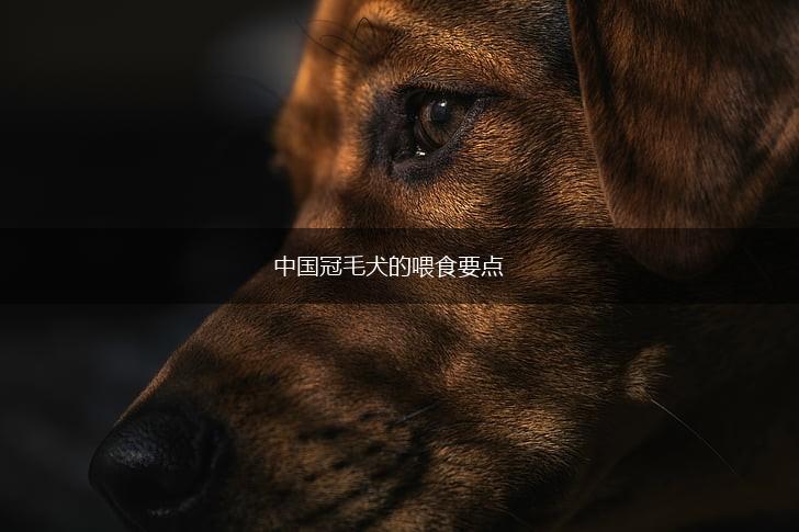 中国冠毛犬的喂食要点,第1张