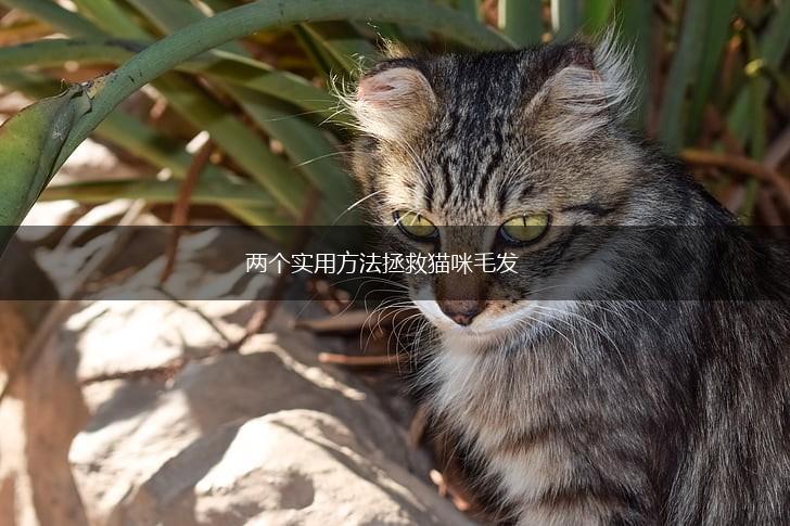 两个实用方法拯救猫咪毛发,第1张