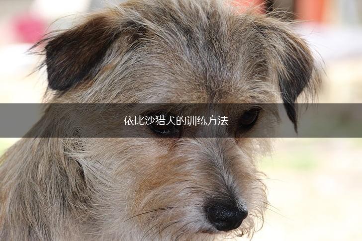 依比沙猎犬的训练方法,第1张