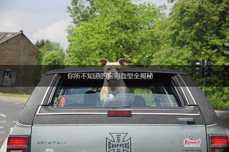 你所不知道的狗狗血型全揭秘,第1张