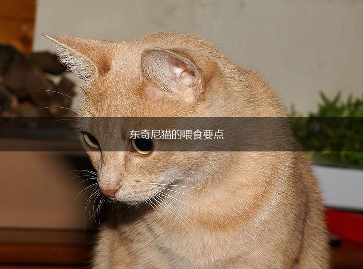 东奇尼猫的喂食要点,第1张