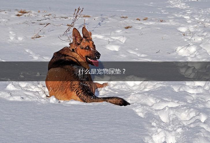 什么是宠物尿垫？,第1张