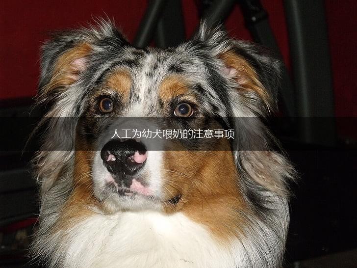 人工为幼犬喂奶的注意事项,第1张