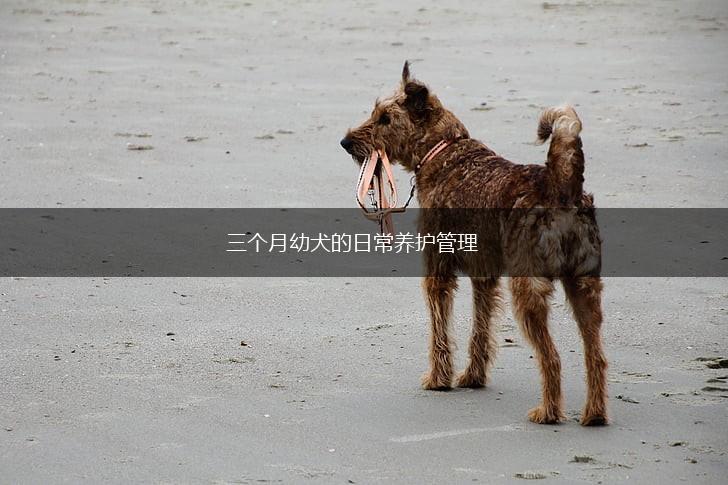 三个月幼犬的日常养护管理,第1张