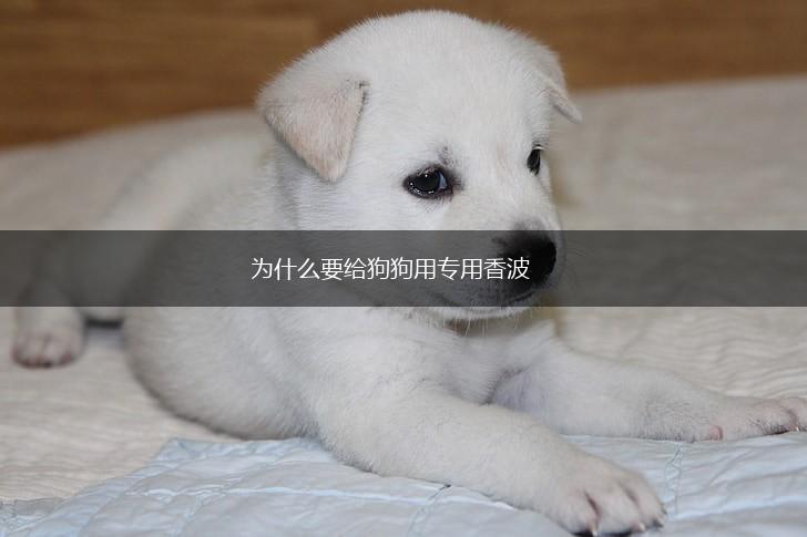 为什么要给狗狗用专用香波,第1张