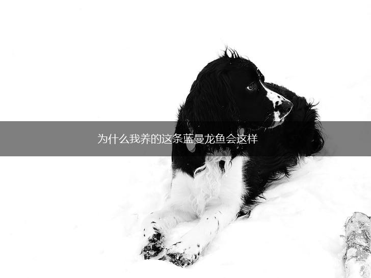 为什么我养的这条蓝曼龙鱼会这样,第1张