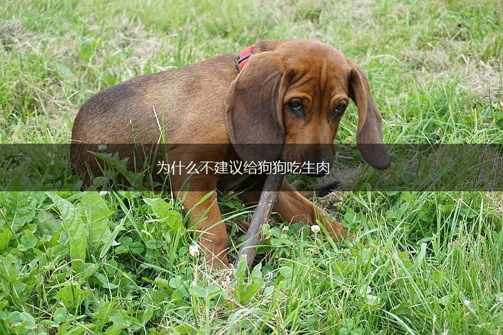 为什么不建议给狗狗吃生肉,第1张