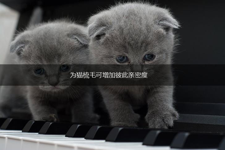 为猫梳毛可增加彼此亲密度,第1张