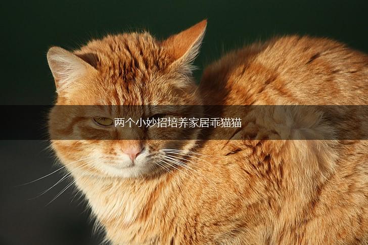 两个小妙招培养家居乖猫猫,第1张
