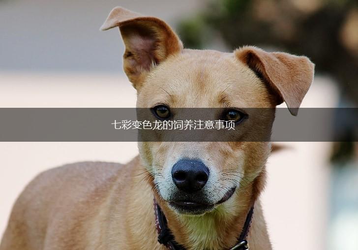 七彩变色龙的饲养注意事项,第1张