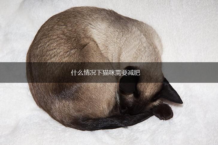 什么情况下猫咪需要减肥,第1张