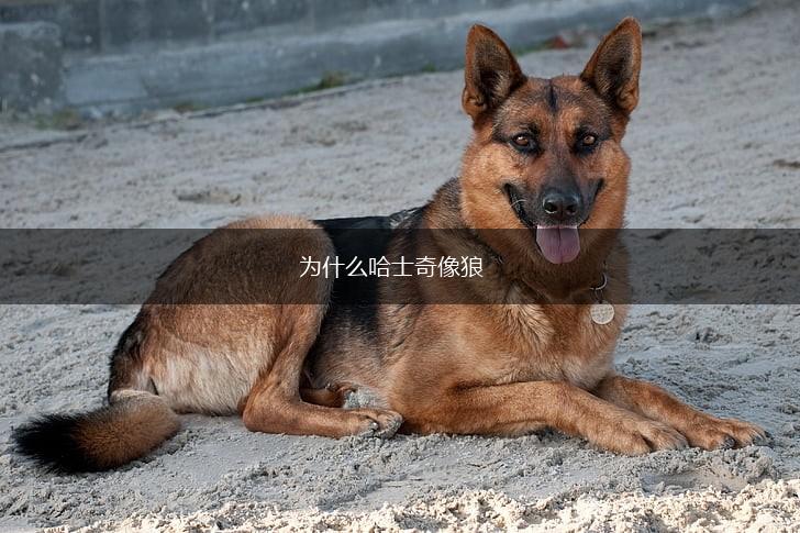 为什么哈士奇像狼,第1张