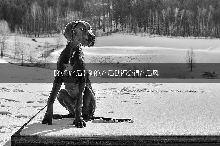 【狗狗产后】狗狗产后缺钙会得产后风,第1张