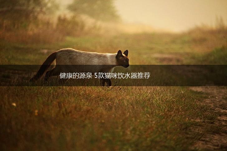 健康的源泉 5款猫咪饮水器推荐,第1张