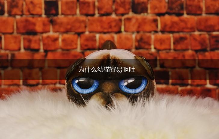 为什么幼猫容易呕吐,第1张