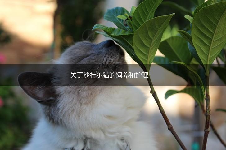 关于沙特尔猫的饲养和护理,第1张