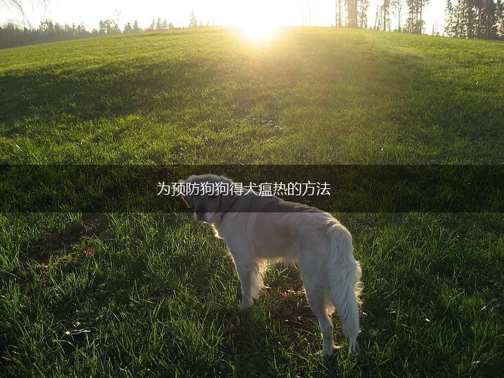 为预防狗狗得犬瘟热的方法,第1张