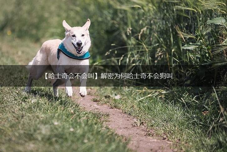【哈士奇会不会叫】解密为何哈士奇不会狗叫,第1张