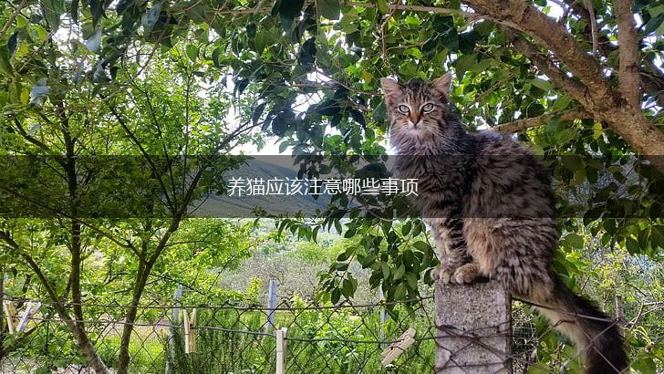 养猫应该注意哪些事项,第1张
