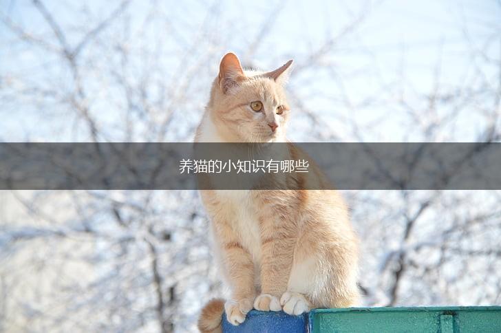 养猫的小知识有哪些,第1张