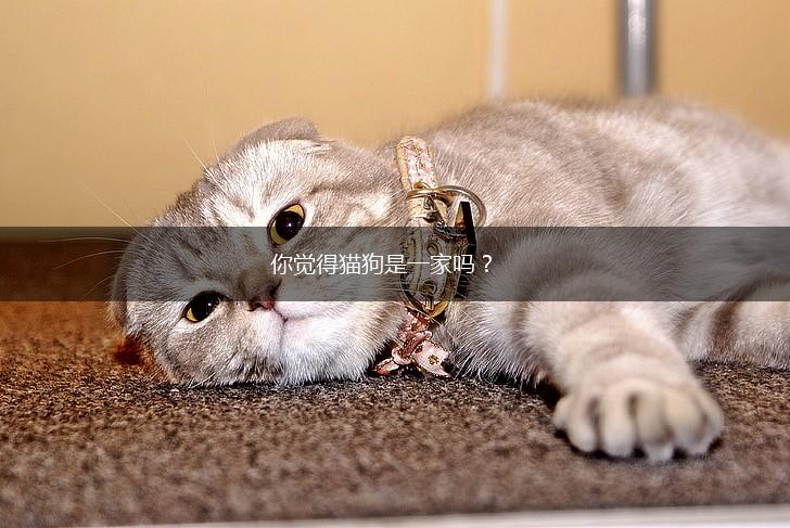 你觉得猫狗是一家吗？,第1张