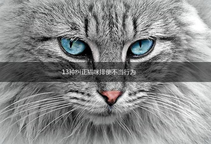 13种纠正猫咪排便不当行为,第1张