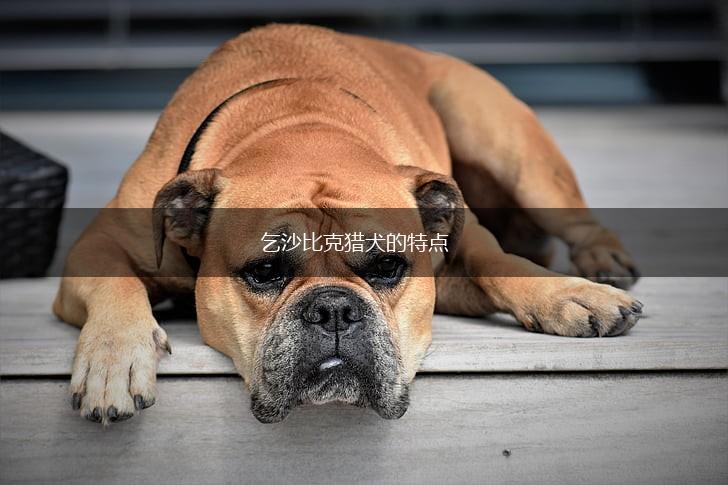 乞沙比克猎犬的特点,第1张