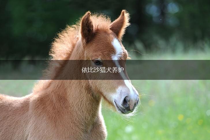 依比沙猎犬养护,第1张