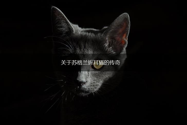 关于苏格兰折耳猫的传奇,第1张