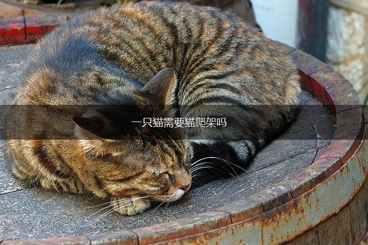 一只猫需要猫爬架吗,第1张