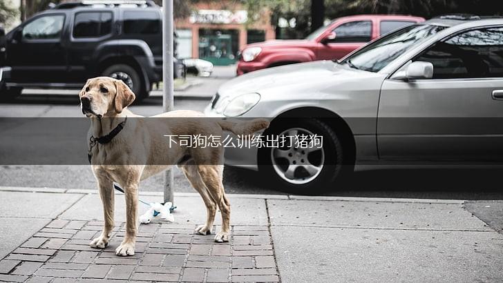 下司狗怎么训练出打猪狗,第1张