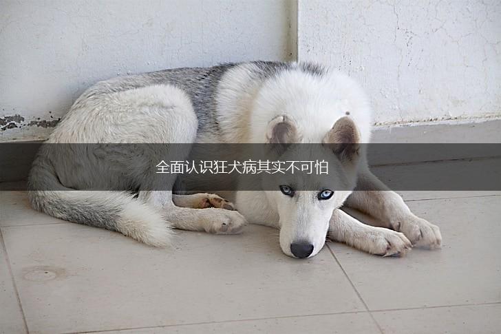 全面认识狂犬病其实不可怕,第1张
