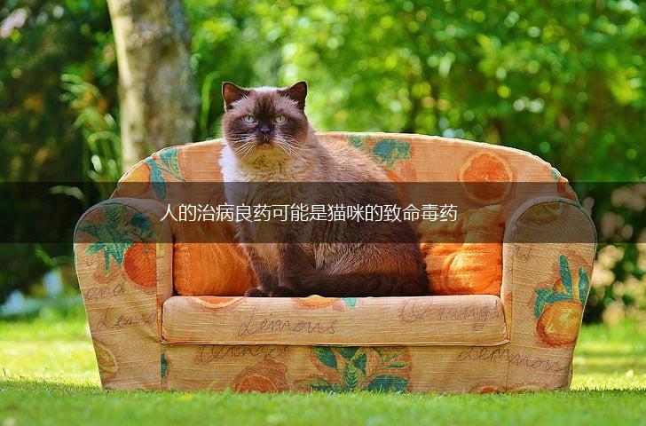 人的治病良药可能是猫咪的致命毒药,第1张