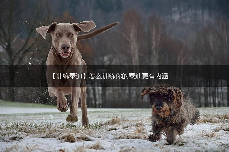 【训练泰迪】怎么训练你的泰迪更有内涵,第1张