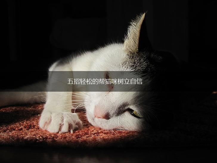 五招轻松的帮猫咪树立自信,第1张