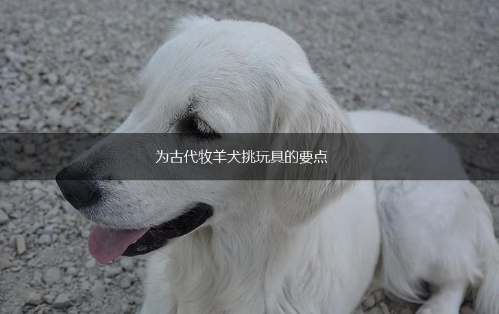 为古代牧羊犬挑玩具的要点,第1张