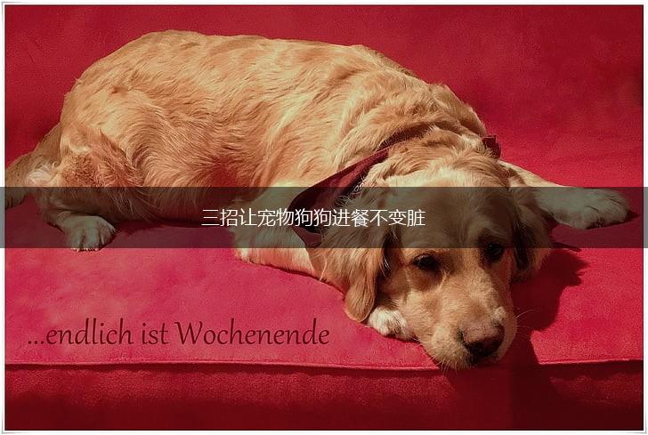 三招让宠物狗狗进餐不变脏,第1张