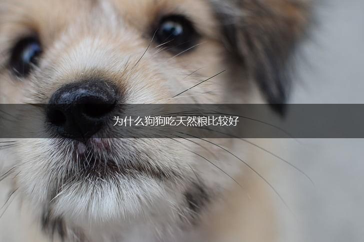 为什么狗狗吃天然粮比较好,第1张